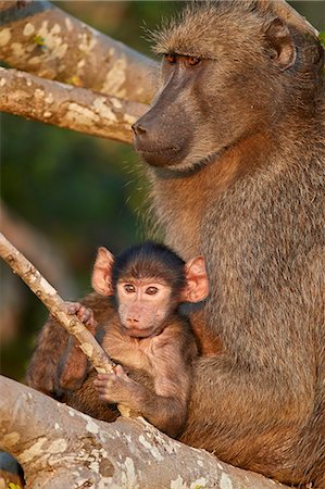 simsearch:841-05961130,k - Chacma Baboon (Papio ursinus) mother and infant, Kruger National Park, South Africa, Africa Stock Photo - Rights-Managed, Code: 841-09155194