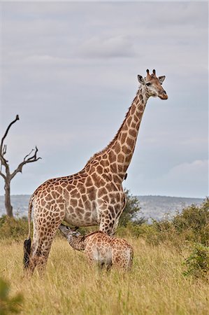 simsearch:841-09155174,k - Cape Giraffe (Giraffa camelopardalis giraffa) baby nursing, Kruger National Park, South Africa, Africa Stock Photo - Rights-Managed, Code: 841-09155198