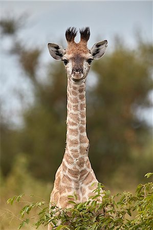 simsearch:841-09155187,k - Cape Giraffe (Giraffa camelopardalis giraffa) baby, Kruger National Park, South Africa, Africa Photographie de stock - Rights-Managed, Code: 841-09155199