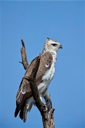 simsearch:841-05961100,k - Martial Eagle (Polemaetus bellicosus), juvenile, Kruger National Park, South Africa, Africa Foto de stock - Direito Controlado, Número: 841-09155205