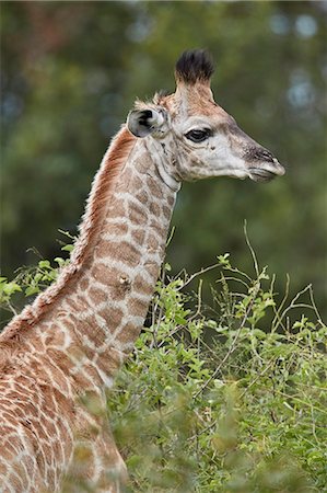 simsearch:841-09155152,k - Cape Giraffe (Giraffa camelopardalis giraffa) baby, Kruger National Park, South Africa, Africa Photographie de stock - Rights-Managed, Code: 841-09155207