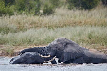 simsearch:841-06805430,k - Two African Elephant (Loxodonta africana) bulls playing in a waterhole, Kruger National Park, South Africa, Africa Foto de stock - Direito Controlado, Número: 841-09155209