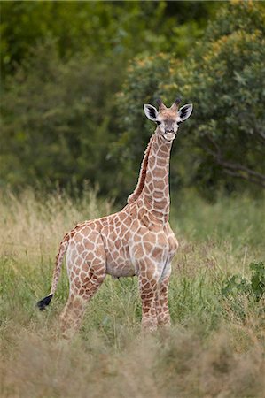 simsearch:841-09155155,k - Baby Cape Giraffe (Giraffa camelopardalis giraffa), Kruger National Park, South Africa, Africa Photographie de stock - Rights-Managed, Code: 841-09155214