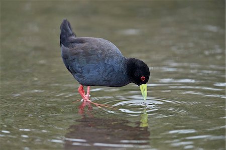 simsearch:841-09155155,k - Black Crake (Amaurornis flavirostris), Kruger National Park, South Africa, Africa Photographie de stock - Rights-Managed, Code: 841-09155217