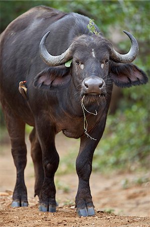 simsearch:841-08821744,k - Cape Buffalo (African Buffalo) (Syncerus caffer), Kruger National Park, South Africa, Africa Stock Photo - Rights-Managed, Code: 841-09155219