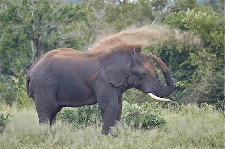 endangered species - African Elephant (Loxodonta africana) bull dust bathing, Kruger National Park, South Africa, Africa Stock Photo - Rights-Managed, Code: 841-09155211