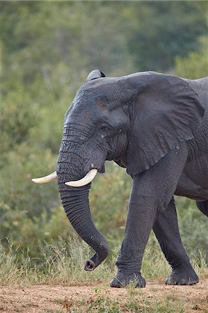 simsearch:841-09077166,k - African Elephant (Loxodonta africana) bull, Kruger National Park, South Africa, Africa Stock Photo - Rights-Managed, Code: 841-09155213