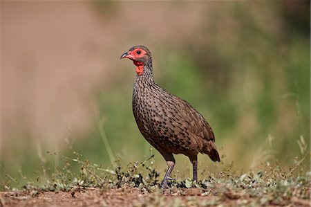 simsearch:841-09155215,k - Red-necked Spurfowl (Red-necked Francolin) (Francolinus afer) (Pternistes afer), Kruger National Park, South Africa, Africa Stock Photo - Rights-Managed, Code: 841-09155224