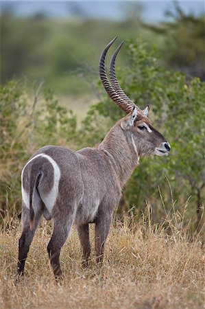 parc national kruger - Common Waterbuck (Ellipsen Waterbuck) (Kobus ellipsiprymnus ellipsiprymnus) buck, Kruger National Park, South Africa, Africa Photographie de stock - Rights-Managed, Code: 841-09155226