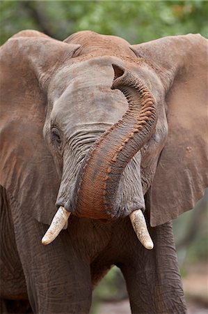 simsearch:841-09155209,k - African Elephant (Loxodonta africana) with its trunk raised, Kruger National Park, South Africa, Africa Stockbilder - Lizenzpflichtiges, Bildnummer: 841-09155227