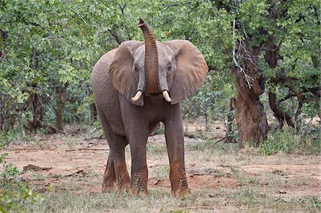 parc national kruger - African Elephant (Loxodonta africana) with its trunk raised, Kruger National Park, South Africa, Africa Photographie de stock - Rights-Managed, Code: 841-09155228