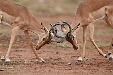 simsearch:841-09155152,k - Impala (Aepyceros melampus) bucks sparring, Kruger National Park, South Africa, Africa Photographie de stock - Rights-Managed, Code: 841-09155220