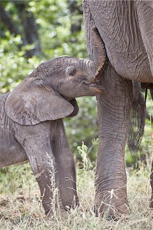 simsearch:841-06806329,k - Days-old African Elephant (Loxodonta africana) calf, Kruger National Park, South Africa, Africa Stockbilder - Lizenzpflichtiges, Bildnummer: 841-09155234