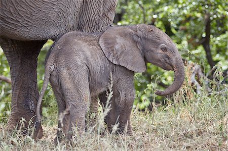 elefantito - Days-old African Elephant (Loxodonta africana) calf, Kruger National Park, South Africa, Africa Foto de stock - Con derechos protegidos, Código: 841-09155235