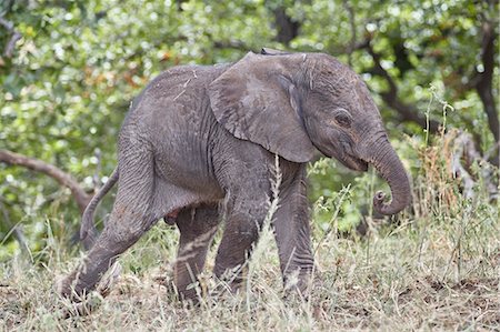 Days-old African Elephant (Loxodonta africana) calf, Kruger National Park, South Africa, Africa Photographie de stock - Rights-Managed, Code: 841-09155236