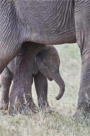 simsearch:841-09077226,k - Days-old African Elephant (Loxodonta africana) calf, Kruger National Park, South Africa, Africa Foto de stock - Con derechos protegidos, Código: 841-09155238