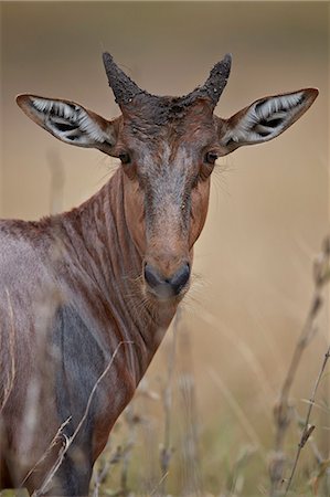 damaliscus korrigum - Topi (Tsessebe) (Damaliscus lunatus) calf, Kruger National Park, South Africa, Africa Photographie de stock - Rights-Managed, Code: 841-09155232