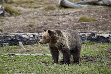 simsearch:841-08031437,k - Grizzly Bear (Ursus arctos horribilis), yearling cub, Yellowstone National Park, Wyoming, United States of America, North America Photographie de stock - Rights-Managed, Code: 841-09155245