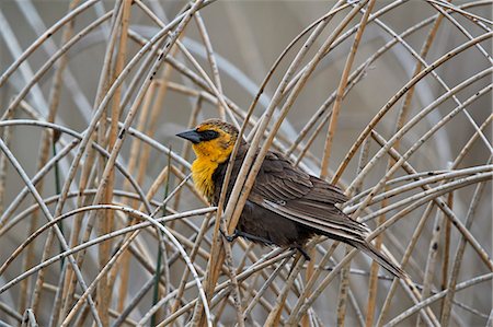 Yellow-headed Blackbird (Xanthocephalus xanthocephalus), female, Lac Le Jeune Provincial Park, British Columbia, Canada, North America Photographie de stock - Rights-Managed, Code: 841-09155248