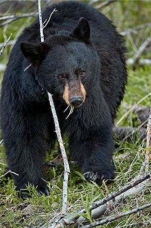 simsearch:6119-08243001,k - Black Bear (Ursus americanus), Yellowstone National Park, Wyoming, United States of America, North America Foto de stock - Con derechos protegidos, Código: 841-09155240