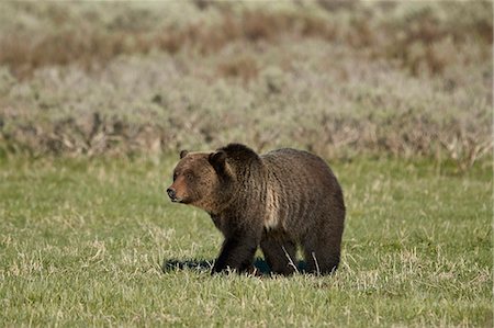 simsearch:841-07590285,k - Grizzly Bear (Ursus arctos horribilis), Yellowstone National Park, UNESCO World Heritage Site, Wyoming, United States of America, North America Foto de stock - Con derechos protegidos, Código: 841-09155242