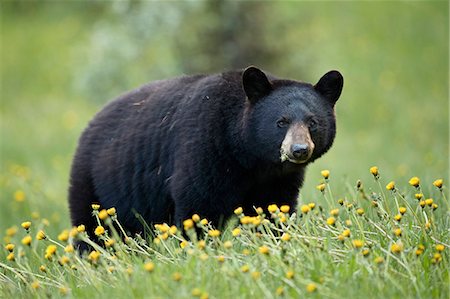 Black Bear (Ursus americanus) eating common dandelion (Taraxacum officinale), Jasper National Park, Alberta, Canada, North America Photographie de stock - Rights-Managed, Code: 841-09155257