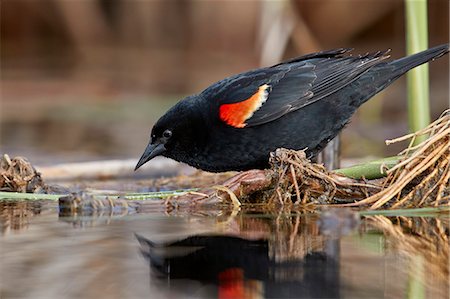 simsearch:841-08887459,k - Red-winged Blackbird (Agelaius phoeniceus), male, Lac Le Jeune Provincial Park, British Columbia, Canada, North America Foto de stock - Con derechos protegidos, Código: 841-09155250