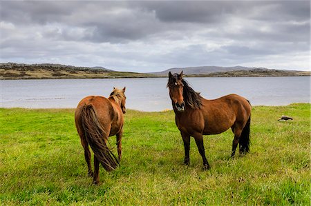 Windswept pair of horses, distant mountains and the sea, The Narrows, Stanley Harbour, Port Stanley, Falkland Islands, South America Stock Photo - Rights-Managed, Code: 841-09162985