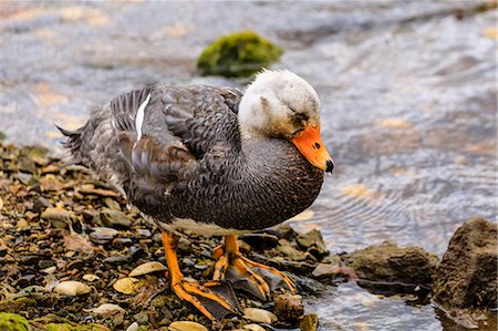 simsearch:841-08887302,k - Falkland Flightless Steamerduck (Tachyeres brachypterus) on sea shore, Stanley Harbour, Port Stanley, Falkland Islands, South America Foto de stock - Con derechos protegidos, Código: 841-09162990