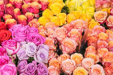 florist shop nobody - Columbia Road Flower Market, a very popular Sunday market between Hoxton and Bethnal Green in East London, London, England, United Kingdom, Europe Stock Photo - Rights-Managed, Code: 841-09163096