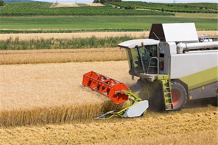 simsearch:649-06353290,k - Combine harvester in barley field, Austria, Europe Fotografie stock - Rights-Managed, Codice: 841-09163110