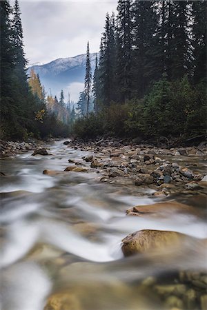 simsearch:841-05960840,k - Connaught Creek winding through a dark misty forest, Glacier National Park of Canada, British Columbia, Canada, North America Photographie de stock - Rights-Managed, Code: 841-09163111