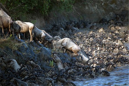 Herd of migrating wildebeest (Connochaetes taurinus) crossing Mara River, Masai Mara Game Reserve, Kenya, East Africa, Africa Stock Photo - Rights-Managed, Code: 841-09163305