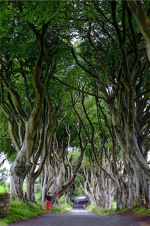 simsearch:841-06805465,k - The Dark Hedges, an avenue of beech trees, Game of Thrones location, County Antrim, Ulster, Northern Ireland, United Kingdom, Europe Photographie de stock - Rights-Managed, Code: 841-09163438