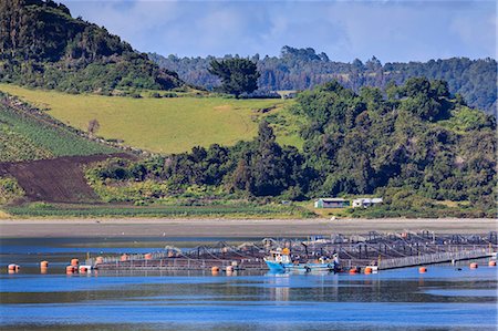 simsearch:841-09174542,k - Salmon and mussel aquaculture, rolling hills and trees, Castro inlet, Isla Grande de Chiloe, Chilean Lake District, Chile, South America Stock Photo - Rights-Managed, Code: 841-09174537