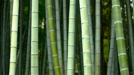 stem (botanical) - Bamboo forest in Shoren-in temple, Kyoto, Japan, Asia Stock Photo - Rights-Managed, Code: 841-09174693
