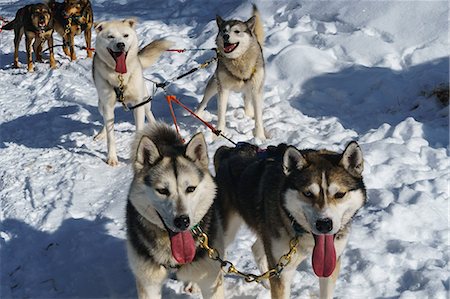 Six husky dog team pauses in the snow after safari, Husky Farm, Torassieppi, Lapland, Northern Finland, Europe Foto de stock - Con derechos protegidos, Código: 841-09174827