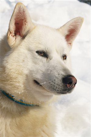 Close-up head shot of husky dog, Hercules, Husky Farm, Torassieppi, Lapland, Northern Finland, Europe Stock Photo - Rights-Managed, Code: 841-09174828