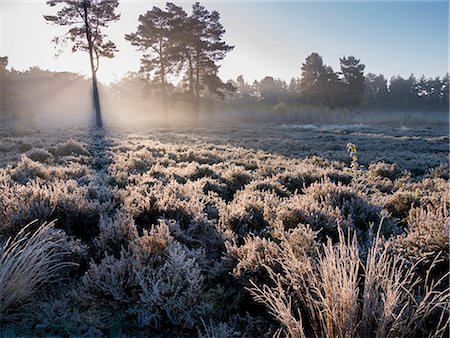 surrey - Forest sunbeams, Esher Common, Esher, Surrey, England, United Kingdom, Europe Foto de stock - Con derechos protegidos, Código: 841-09174822