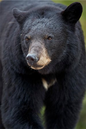 Black Bear (Ursus americanus), Jasper National Park, Alberta, Canada, North America Stock Photo - Rights-Managed, Code: 841-09174837