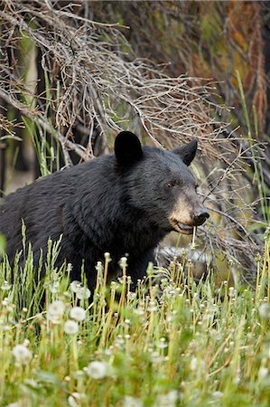 simsearch:6119-08541989,k - Black Bear (Ursus americanus) eating common dandelion (Taraxacum officinale), Jasper National Park, Alberta, Canada, North America Stock Photo - Rights-Managed, Code: 841-09174838