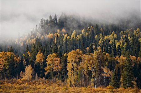 simsearch:841-03063711,k - Yellow aspens and cottonwoods in the fall with fog, Uncompahgre National Forest, Colorado, United States of America, North America Stock Photo - Rights-Managed, Code: 841-09174845