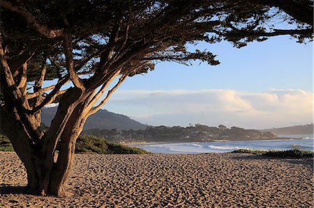 Beach, Carmel by the Sea, Monterey Cypress (Cupressus Macrocarpa) tree, Monterey Peninsula, Pacific Ocean, California, United States of America, North America Stock Photo - Rights-Managed, Code: 841-09174936