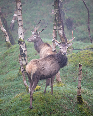Red Deer (Cervus elaphus) stag and silver birch trees in woodland location, Peak District, Derbyshire, England, United Kingdom, Europe Stockbilder - Lizenzpflichtiges, Bildnummer: 841-09183638