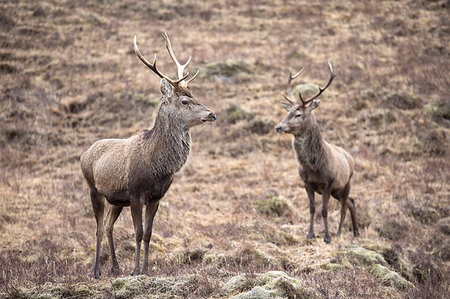 A pair of male Red Deer stags at Kinloch Hourn in the Western Highlands of Scotland, United Kingdom, Europe Stockbilder - Lizenzpflichtiges, Bildnummer: 841-09183645