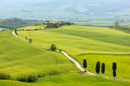 Cypress trees and green fields at Agriturismo Terrapille (Gladiator Villa) near Pienza in Tuscany, Italy, Europe Stock Photo - Rights-Managed, Code: 841-09183686
