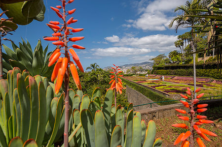 View of exotic flowers in the Botanical Gardens, Funchal, Madeira, Portugal, Atlantic, Europe Stock Photo - Rights-Managed, Code: 841-09183827