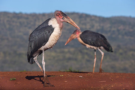 Marabou (Leptoptilos crumenifer), Zimanga Private Game Reserve, KwaZulu-Natal, South Africa, Africa Stock Photo - Rights-Managed, Code: 841-09194616