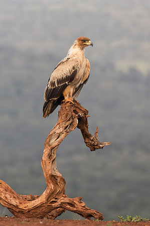 simsearch:841-09256870,k - Tawny eagle (Aquila rapax), Zimanga Private Game Reserve, KwaZulu-Natal, South Africa, Africa Foto de stock - Direito Controlado, Número: 841-09194610