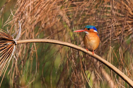 Malachite kingfisher (Alcedo cristata), Chobe River, Botswana, Africa Photographie de stock - Rights-Managed, Code: 841-09194624